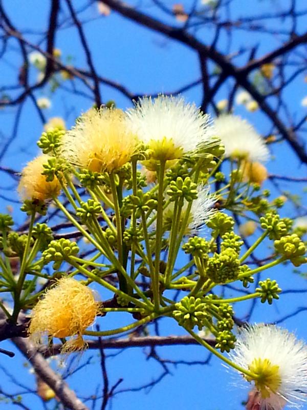 amara eFlora of India